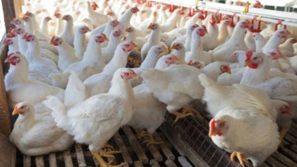 Bird Flu Detected in Raichur, Chikkaballapur, and Ballari Districts of Karnataka