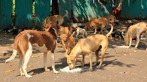 Supreme Court directs dog lovers, NGOs to pay deposit for litigation; funds earmarked for infrastructure