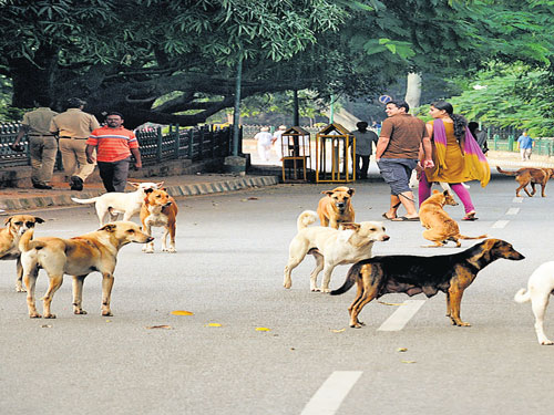 FIR filed against Kerala panchayat in stray dog culling row